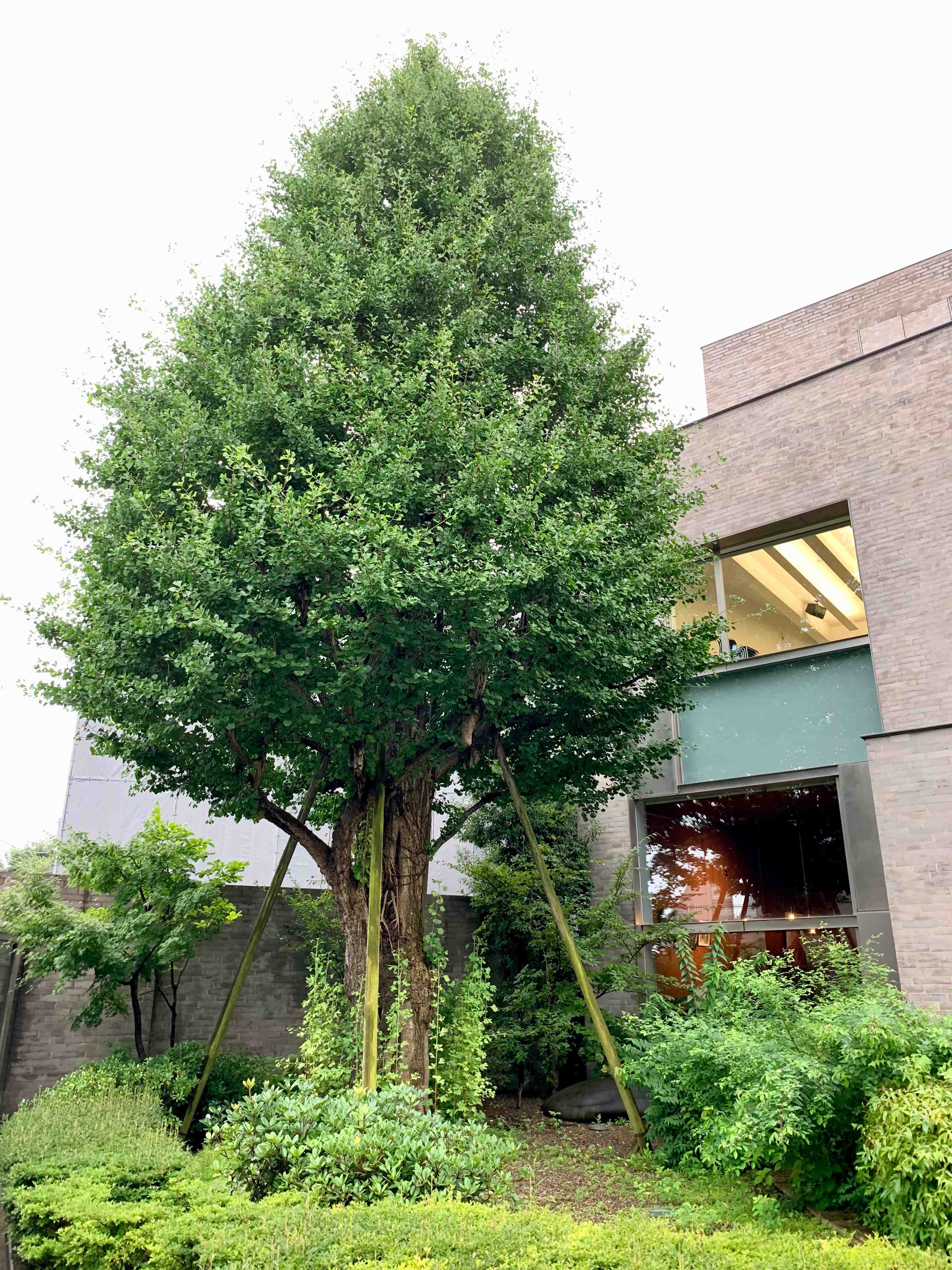 🏛️ 분쿄구립 모리 오가이 기념관 (간초로 터) 이미지 7